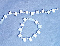 3.5" White Tooth Bracelets