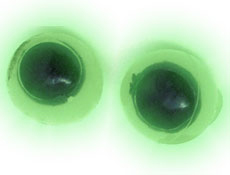 1/2 inch Sticky Glow Eyeballs